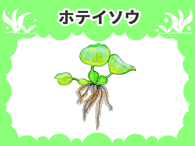 ホテイソウの水草図鑑