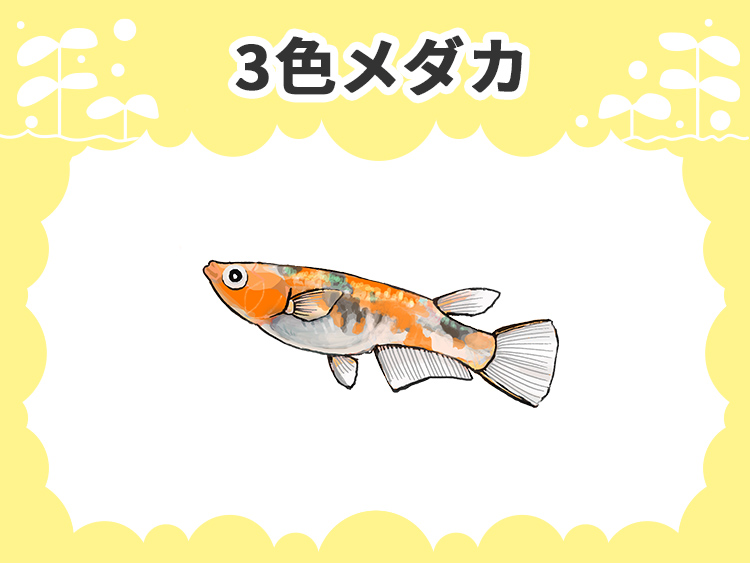 3色メダカと書かれた文字とメダカのイラストの見出し画像