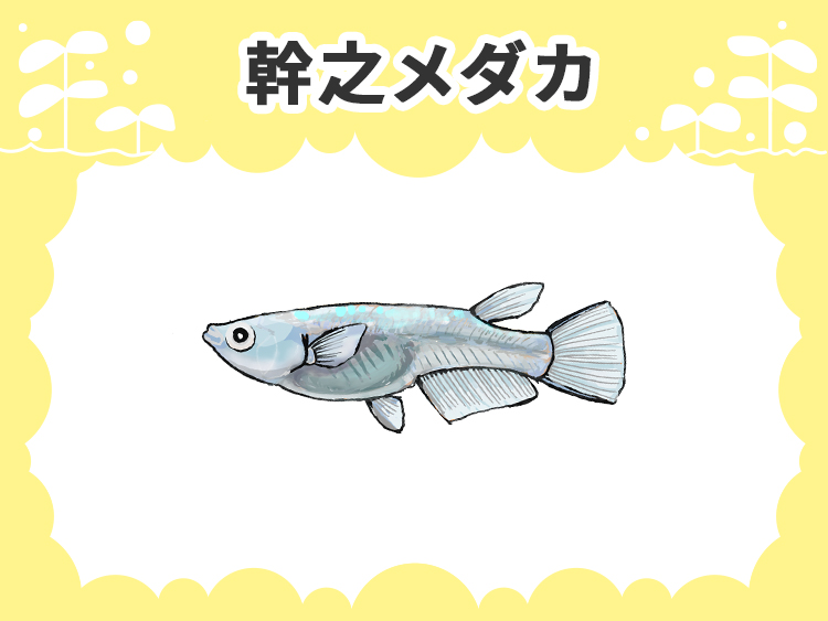 幹之メダカの文字とメダカのイラストが描かれた見出し画像