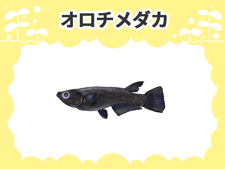 オロチメダカの画像