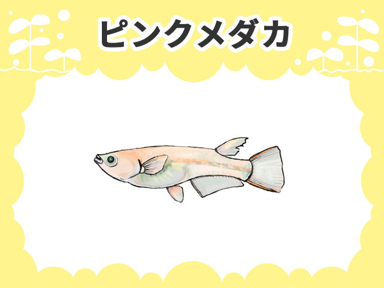 ピンクメダカの文字とメダカのイラストの見出し画像