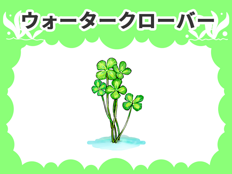 ウォータークローバーの水草図鑑
