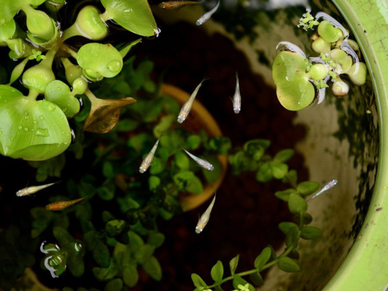 睡蓮鉢で浮き草や水草と共に泳ぐメダカの俯瞰写真