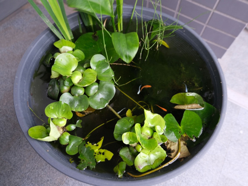 水草が浮かぶ睡蓮鉢で泳ぐメダカの俯瞰画像