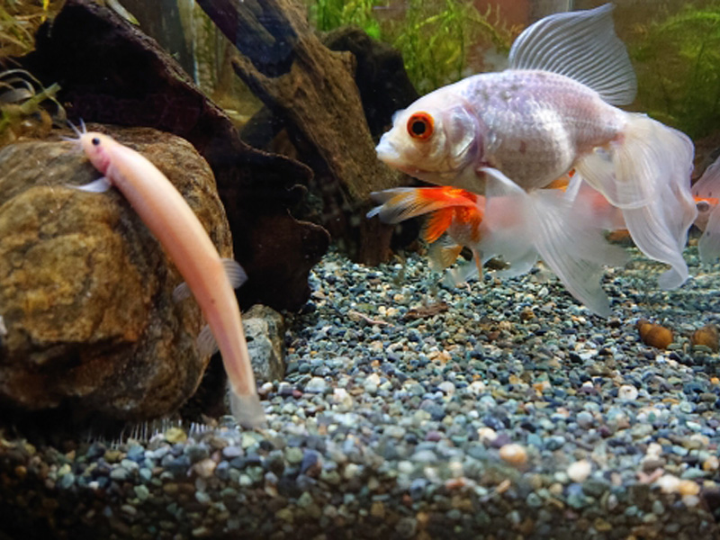 水槽内の石に寄り添うドジョウと泳ぐ金魚の姿