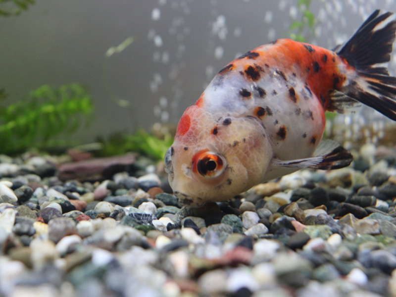 砂利の底を突く三色模様の金魚と水草の背景