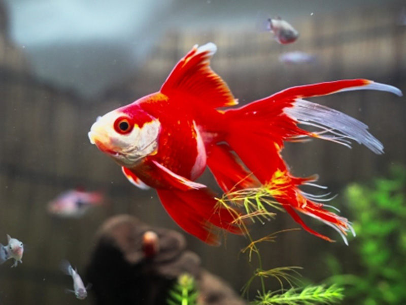 水槽内を泳ぐ赤い金魚と水草の背景