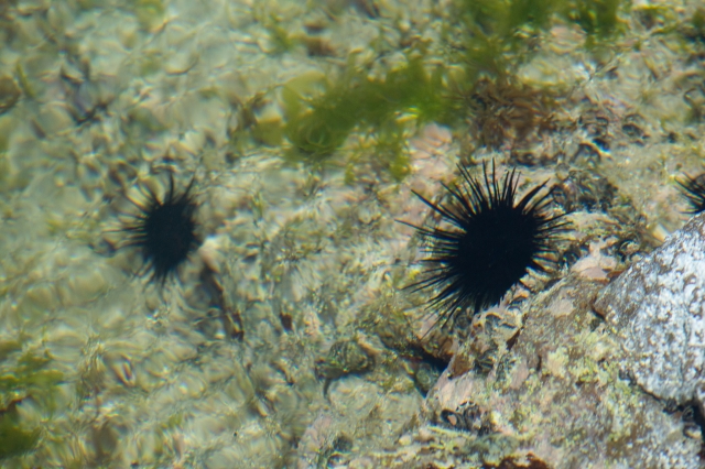 浅瀬の岩場に生息する黒いウニと水中の緑色の海藻