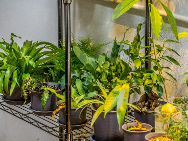 スチールラックに並ぶ複数の観葉植物の鉢植え