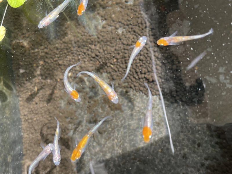 水槽内を泳ぐ複数のメダカと底砂のソイル