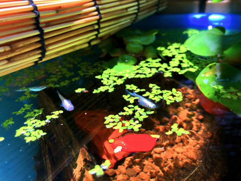 よしずの下で浮草の間を泳ぐメダカと屋外飼育容器の風景