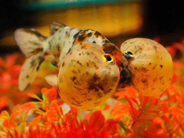 大きな水泡眼を持つ金魚と赤い人工水草のレイアウト