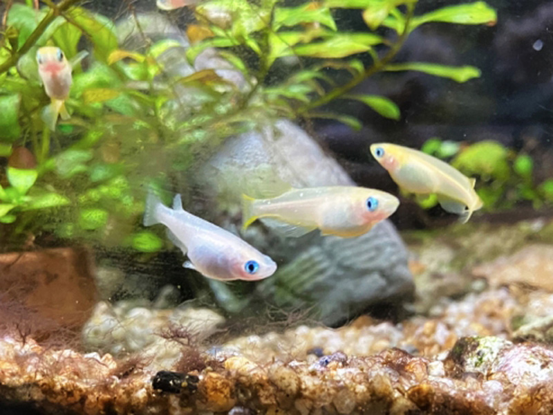 水草と石を背景に泳ぐ数匹のメダカと底砂の風景