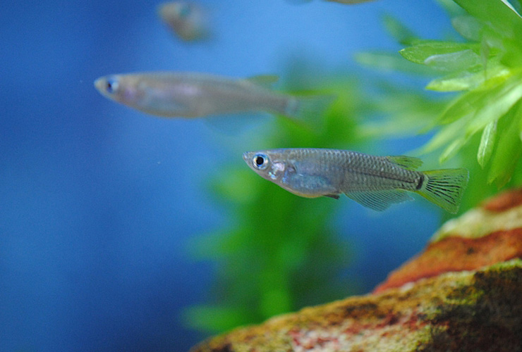 青い背景の水槽内を泳ぐメダカと緑色の水草