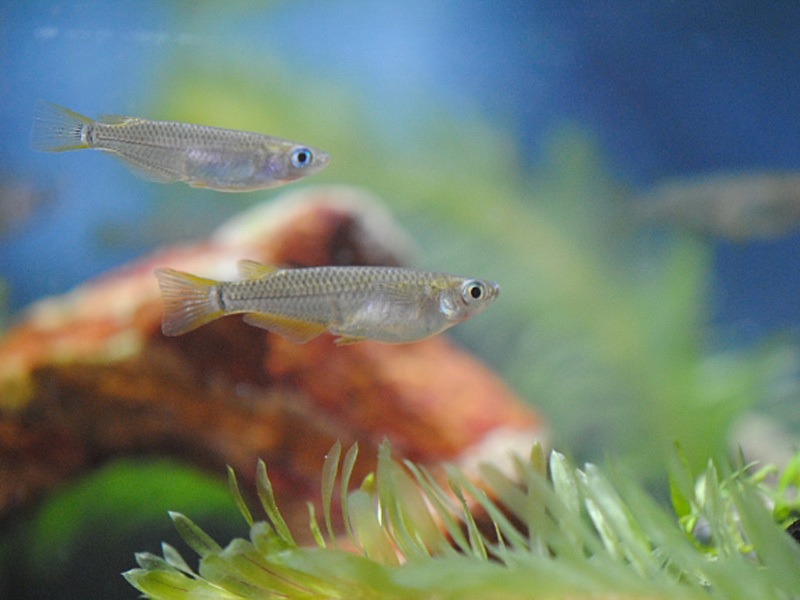 水草と流木の間を泳ぐ2匹のメダカ