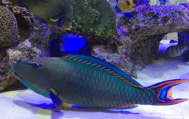 サンゴ礁を泳ぐ大型のベラと海水魚が泳ぐ水槽内景観