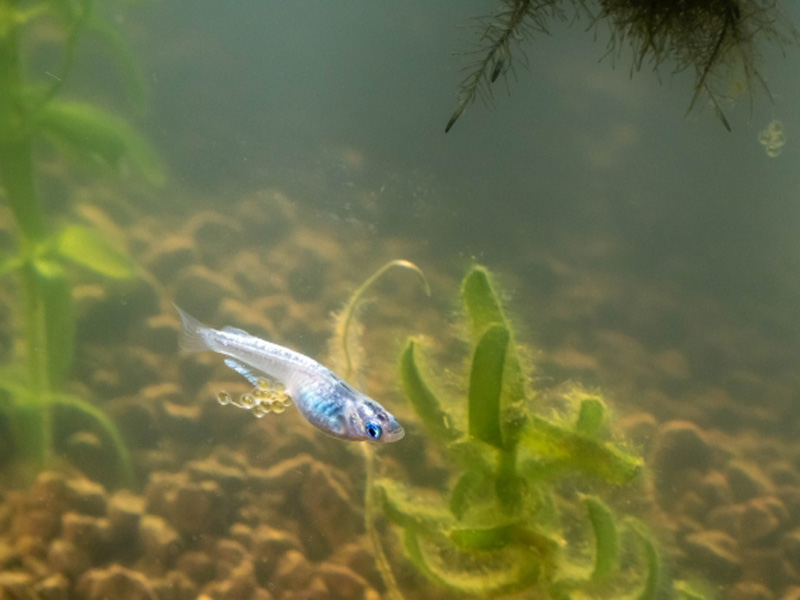 卵を抱えて泳ぐメダカと水草の水中写真