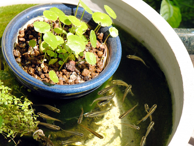 睡蓮鉢で泳ぐメダカと鉢植えの水草のビオトープ