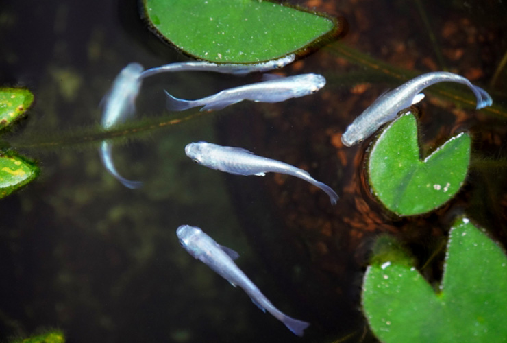 睡蓮鉢の葉の間を泳ぐ数匹の白いメダカの俯瞰写真