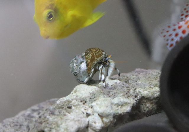 ライブロック上のヤドカリと泳ぐ黄色い海水魚の姿