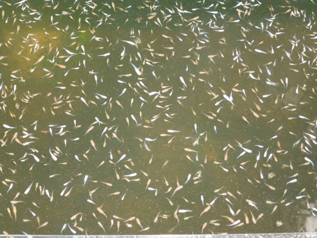 屋外飼育容器の水面を泳ぐ大量のメダカの群れ