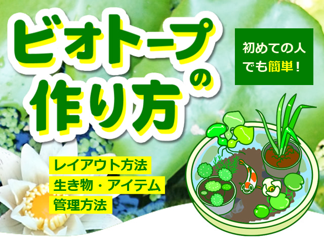 メダカの飼い方の文字とメダカを飼育する女性のイラスト