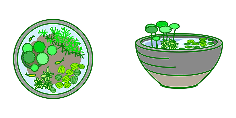 水草とメダカが入った睡蓮鉢の真上と横のイラスト