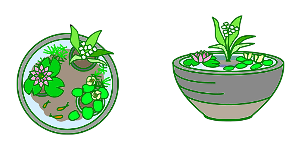 睡蓮や水草とメダカが入った睡蓮鉢の俯瞰と横のイラスト