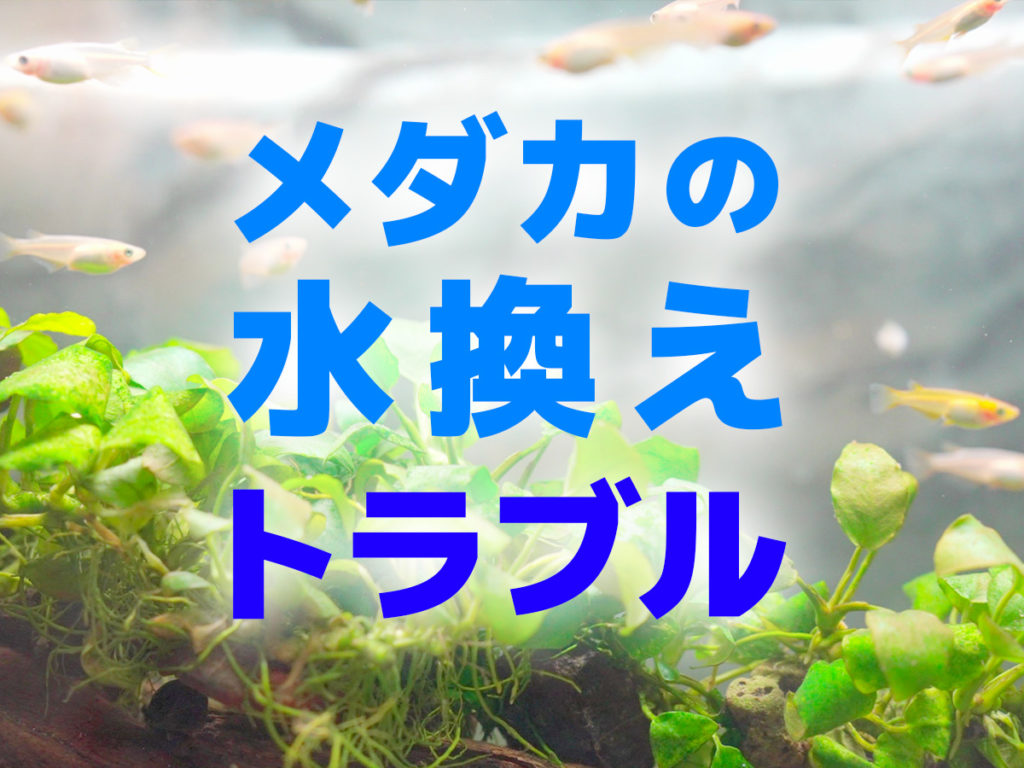 メダカの水換えトラブル5例！解決方法と最適なペースの決め方！のサムネイル画像