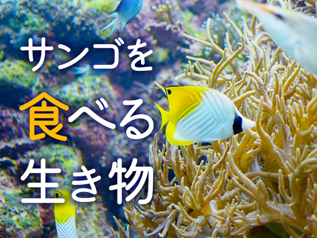 サンゴを食べる生き物！サンゴ水槽に入れてはいけない生体と注意点のサムネイル画像