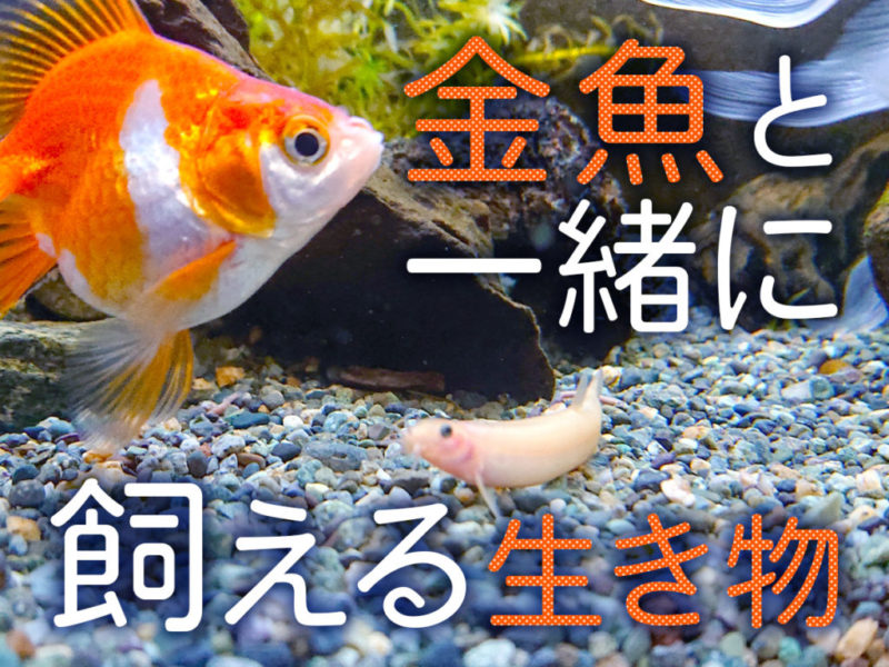 金魚と生き物を一緒に飼育するには!単種飼育の理由とおすすめ混泳相手