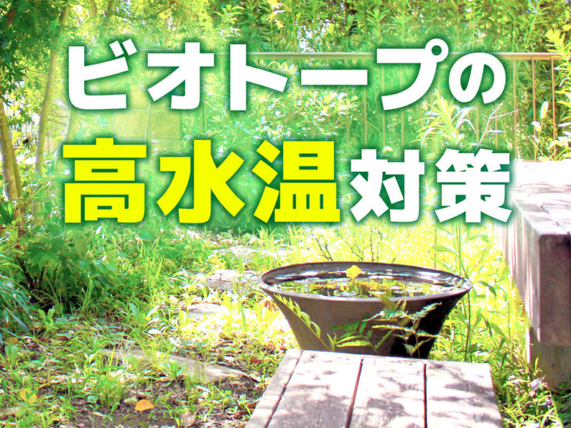 ビオトープの高水温対策と書かれた文字入りの見出し画像
