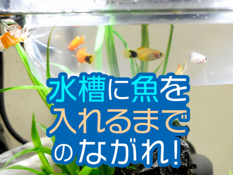 水槽に魚を入れるまでのながれ!の文字と水合わせ中の魚