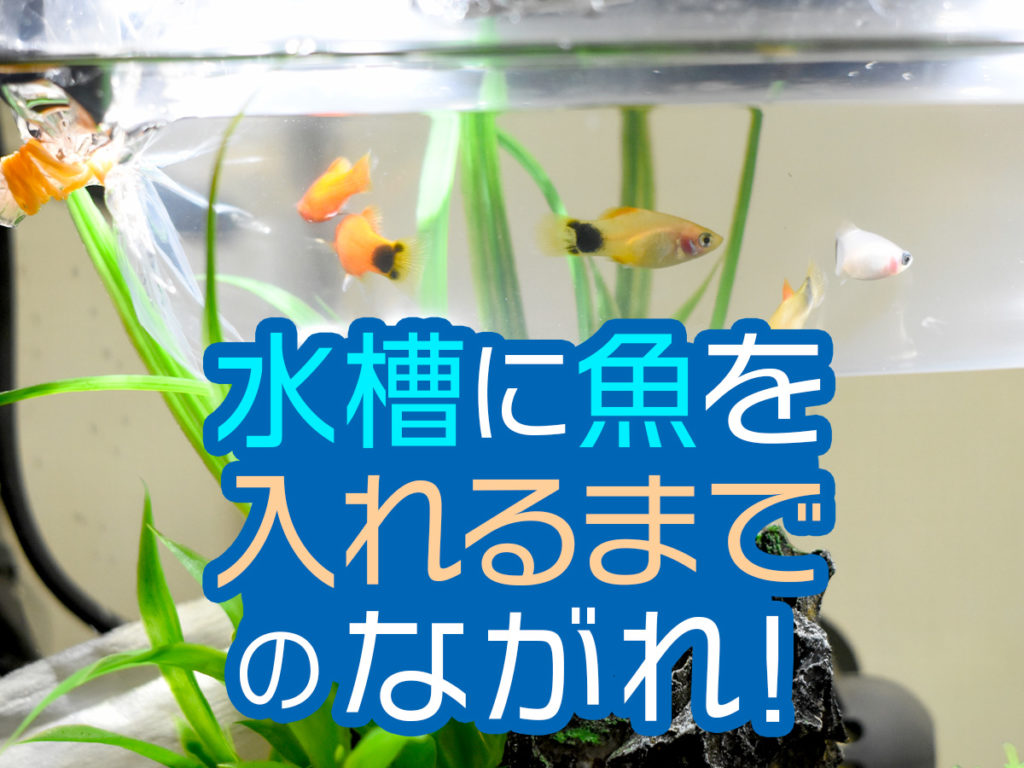 水槽に魚を入れるまでのながれ！水を張ってすぐに入れてはいけない理由のサムネイル画像