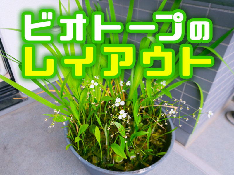ビオトープのレイアウトと書かれた文字と水生植物の鉢植え
