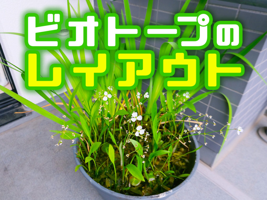 ビオトープのレイアウト!おすすめ水草・植物から組み合わせを考えるのサムネイル画像