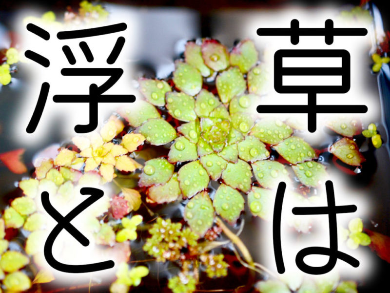 浮草はと書かれた文字テキストと水面に浮かぶ水草の見出し画像