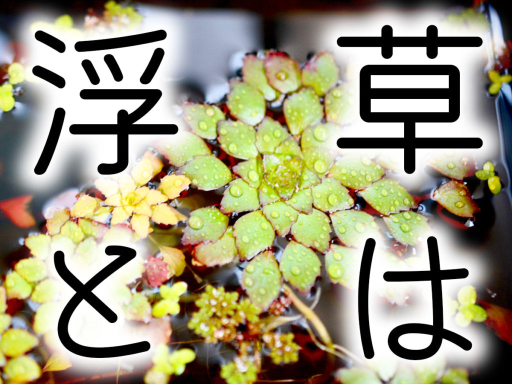 浮草とは！水槽・ビオトープで育てたいおすすめ浮草10選！のサムネイル画像