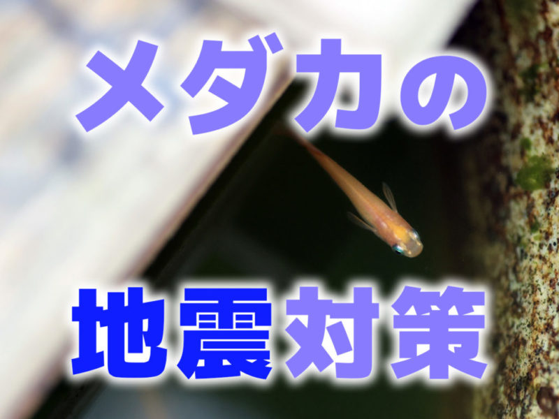 メダカの地震対策と書かれた文字と泳ぐメダカの見出し画像