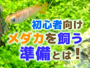 初心者向け・メダカを飼う準備と方法とは！水槽、餌、水換えについて