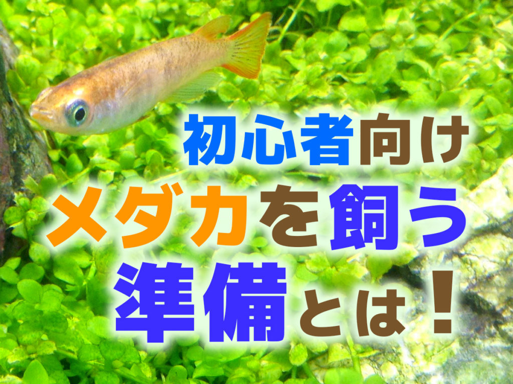 初心者向け・メダカを飼う準備と方法とは！水槽、餌、水換えについてのサムネイル画像