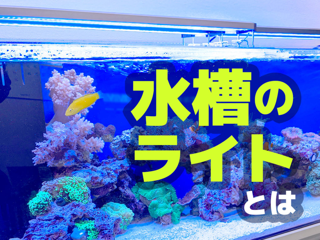 水槽のライトとは!水草用・観賞用・植物用など用途別に照明を解説!のサムネイル画像