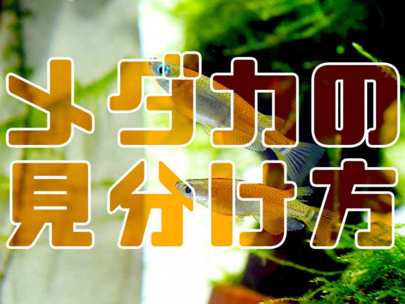 メダカの見分け方の文字と水草を泳ぐメダカの見出し画像