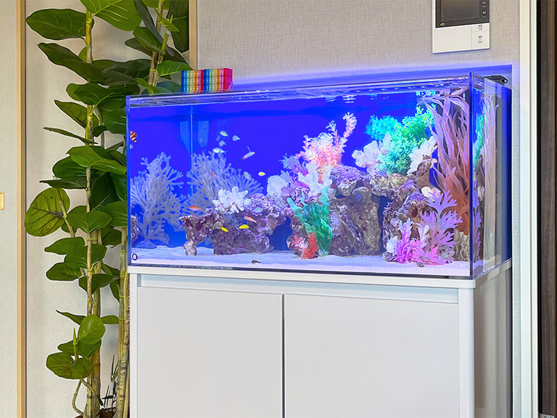 青い照明の海水魚水槽と白い水槽台と観葉植物