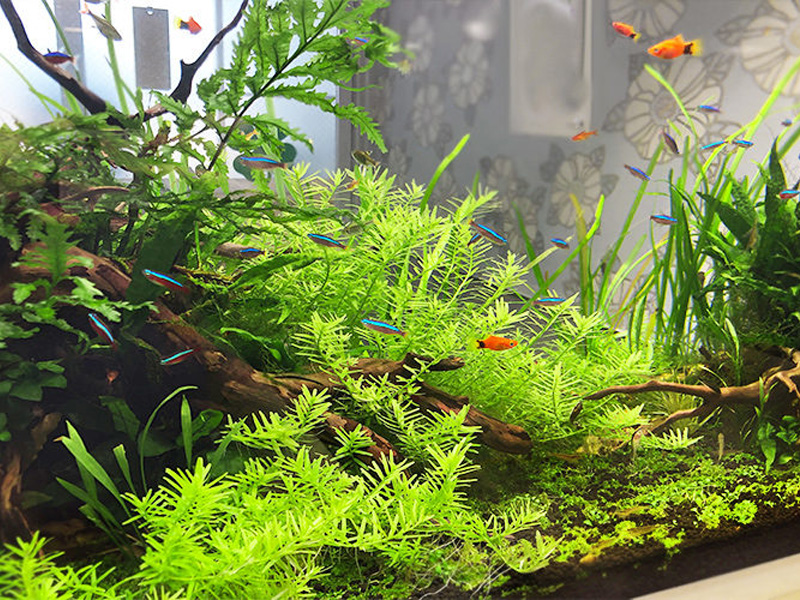 水草と流木の間を泳ぐネオンテトラの仲間と小型熱帯魚