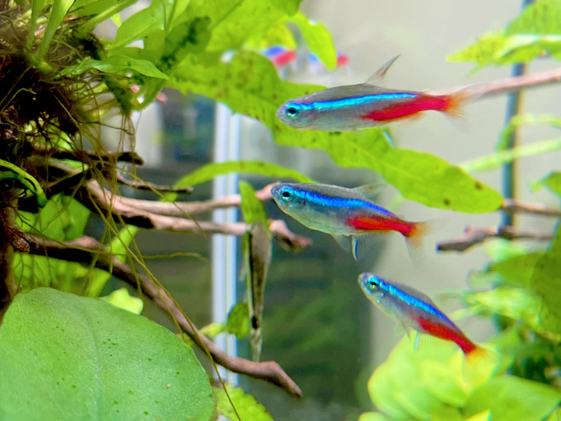 水草の間を泳ぐネオンテトラの仲間と流木の水槽風景