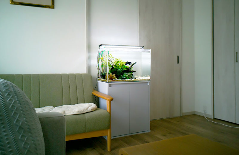 愛知県名古屋市 個人宅様 60cm淡水魚水槽 レンタル事例 水槽画像3
