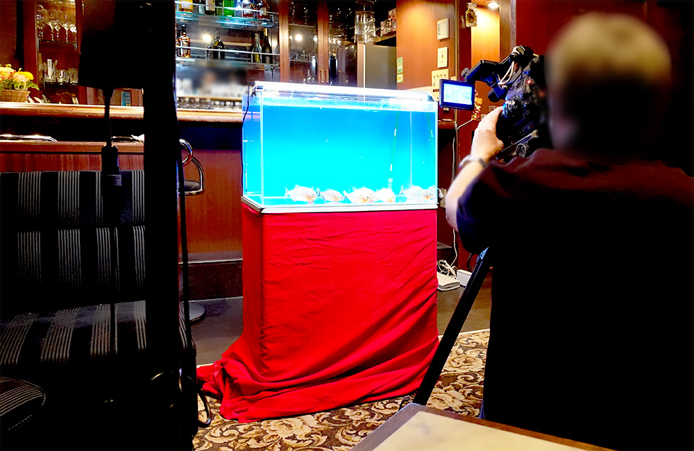 バーで金魚水槽を撮影するカメラマンとビデオカメラ