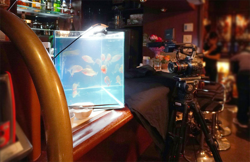 フジテレビ『奇跡体験!アンビリバボー』VTR撮影 ピラニア水槽 短期レンタル事例 水槽画像3