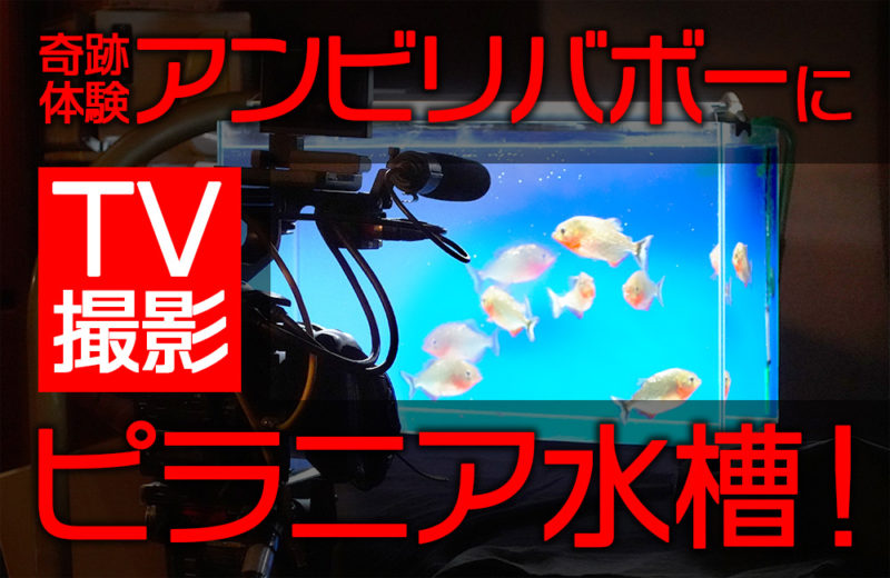 フジテレビ『奇跡体験!アンビリバボー』VTR撮影 ピラニア水槽 短期レンタル事例 水槽画像1